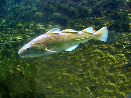 Cabillo