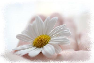 marguerite...